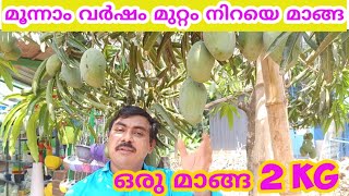 മനന വർഷ മററതത നറയ മങങകശര മങങ കശരമവKosseri Mangomango Kosseri Mango Plant