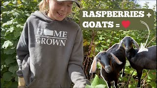 How We Manage to Keep Up the Homestead Lifestyle