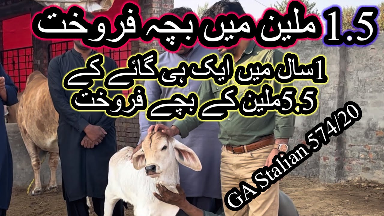 1 saal myn 1 cow sy 5.5 million ky bachy sale Brahman breeding on its peak 