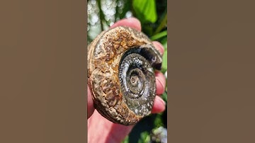 Hildoceras Ammonite collected on the beach to after preparation! 🤌🏼🪨🔬😍 #fossilhunting #fossils #sea