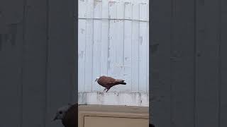 Pigeons pigeon pigeonslovers pigeonlover birdwatching pigeonlaver bulbul fakhta chirya tip