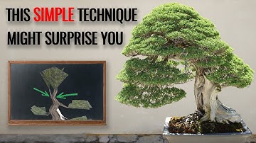SIMPLE bonsai technique to develop a mature bonsai apex