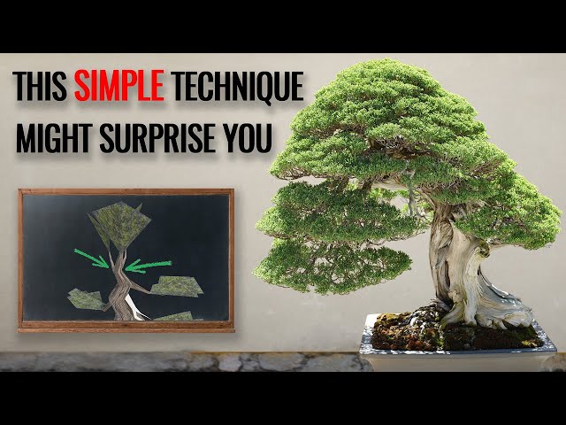 SIMPLE bonsai technique to mature your bonsai tree sooner  |  how to develop a bonsai apex class=