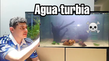 ¿Cómo saber si un Acuario está perdiendo interés?