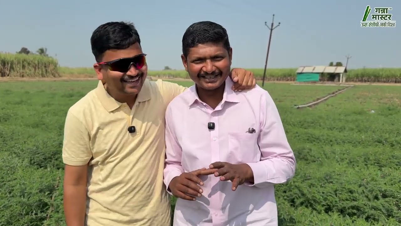 हरभरा काळ्या जमिनीसाठी वरदान 