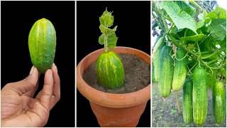 Try growing cucumbers this way