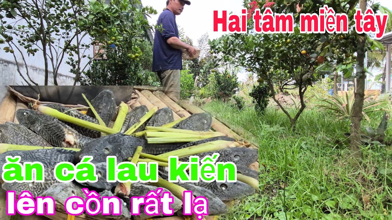 Hai tâm miền tây mời cô chú ăn món cá lau kiến lên cồn