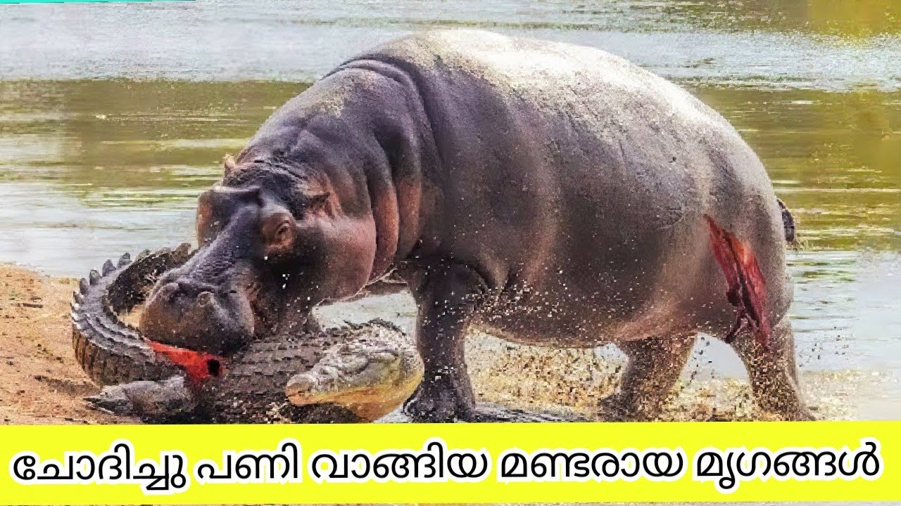  Animals That Messed With Wrong Opponents Malayalam YouTube