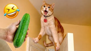 When God sends you funny dogs and cats 😂 Funniest cat ever 🐶#19