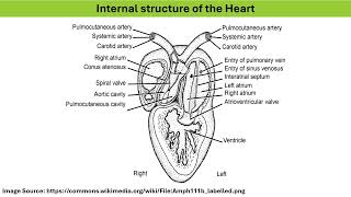 9 Structure & function of Frog Heart