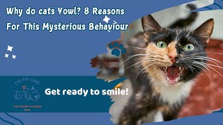 'Why Do Cats Yowl? 8 Shocking Reasons & What They Mean!'