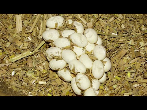 वीडियो: सांप अंडे कब देते हैं? पहले से ही: प्रकार, विवरण, व्यवहार
