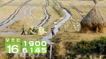 Giải pháp chống hạn, mặn cho vụ lúa Đông Xuân tại ĐBSCL | VTC16