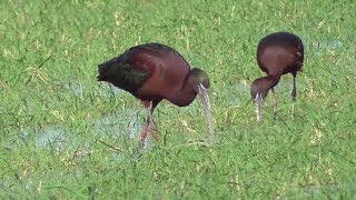 Glossy Ibis. Harlingen, Texas.