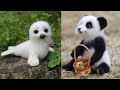 Cute baby animals Videos Compilation cute moment of the animals - Cutest Animals #10