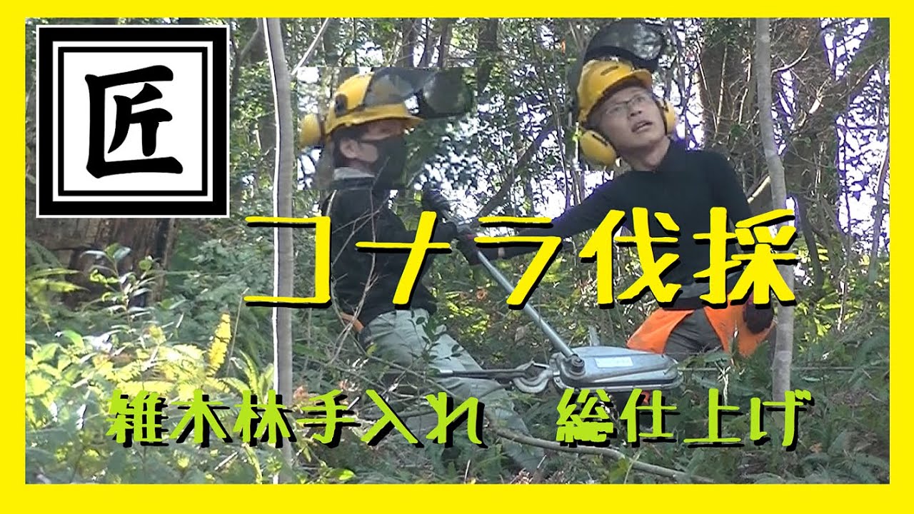 匠シリーズ コナラ伐採（大径木）雑林手入れ総仕上げ ＃スーパーチル