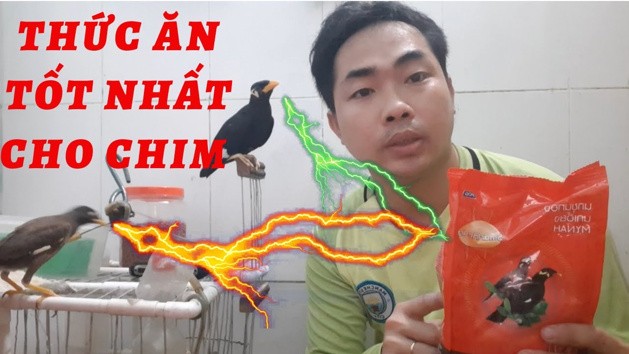 Thức ăn tốt nhất cho chim nhồng/chim sáo @KhiNguyen Vlog cho chim yểng ăn cám thái bổ dưỡng