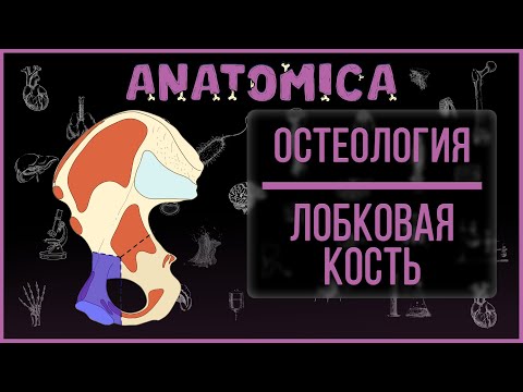 Лобковая кость / Анатомия лобковой кости / Остеология