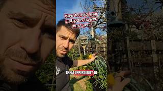How to help get more flowers on your Daffodils next year #gardeninghacks How to help get more flowers on your Daffodils next year #gardeninghacks