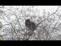 DSLR Video: A Black Bear in the Tree