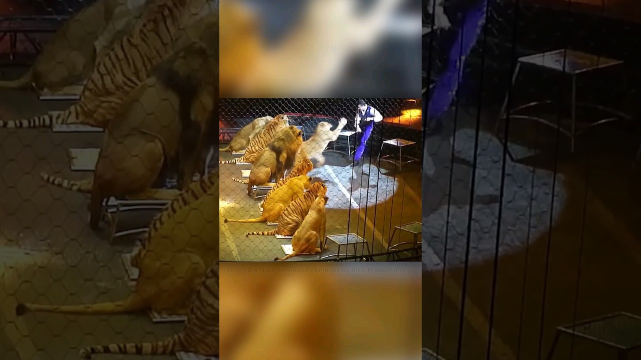 O Le&atilde;o n&atilde;o quis Obedecer e Saiu do Controle! 😱 #shorts #le&atilde;o #circo #perigos