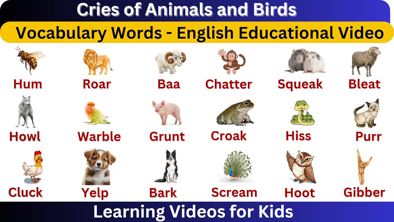Bird and Animal Sounds Vocabulary || English Vocabulary || Learn ...