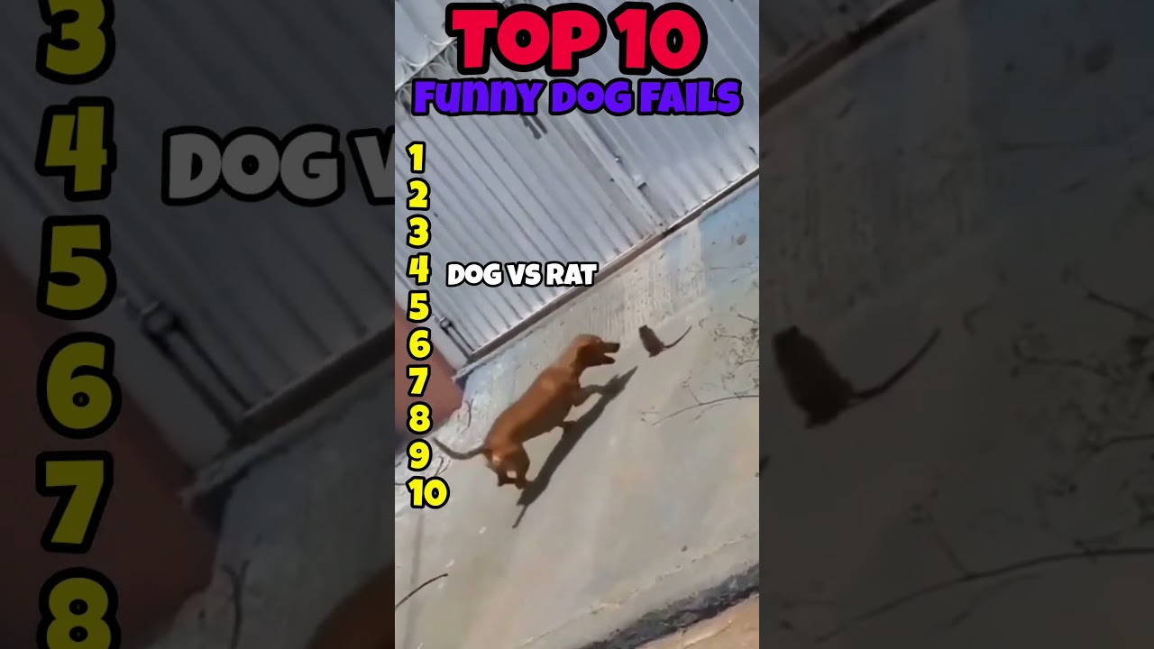 Top 10 Dog Fails That Went Wrong Fast 🐶💥