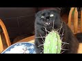 Funny black cat compilation    its hard to hold your laugh