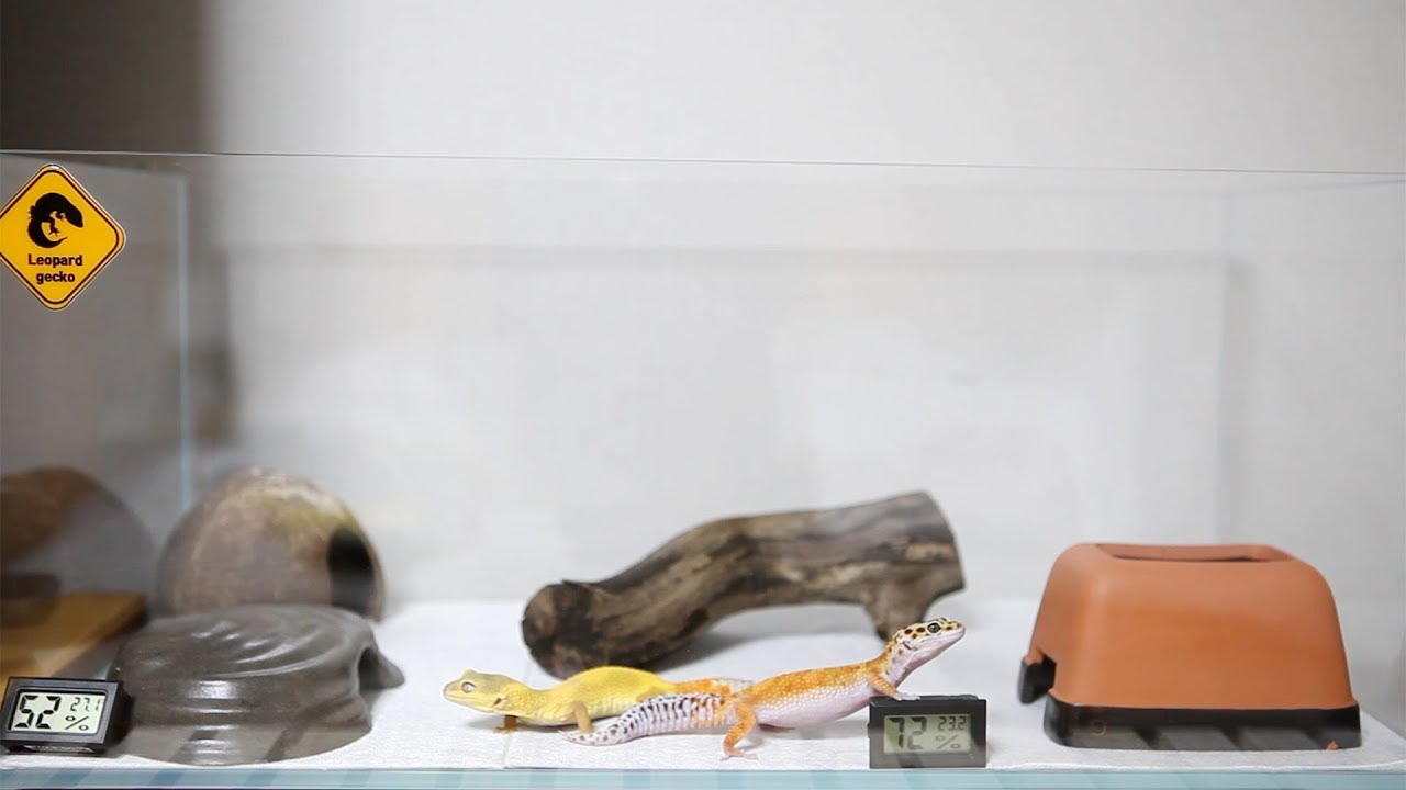 레오파드 게코 사육장 셋팅(Leopard Gecko Tank Setup) YouTube