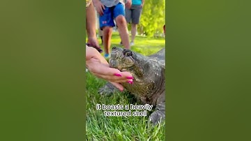 "🐊🐢 Alligator Snapping Turtle: Nature
