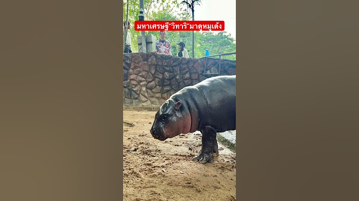 Moodeng ”หมูเด้ง“ ฮอทไม่แผ่วเมื่อ มหาเศรษฐี“วิทาลิก”ไปเยี่ยมหมูเด้งถึงสวนสัตว์เปิดเขาเขียว #moodeng