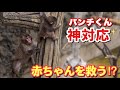 【パンチくん🐵】落下寸前!ハラハラ💦木登り赤ちゃんに先回りして、下で待ち受けるパンチ君の行動は神すぎるよ!