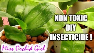 How to get rid of spider mites at home 2018  Complete, step by step guide for Orchids