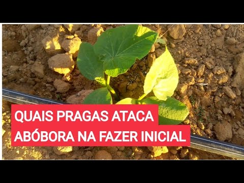 Vídeo: Problemas com insetos de abóbora: aprenda sobre erros comuns em plantas de abóbora