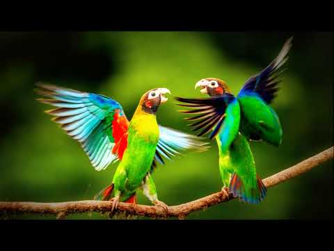 Ore Vorer Pakhi...Bangla Islamic Song...
