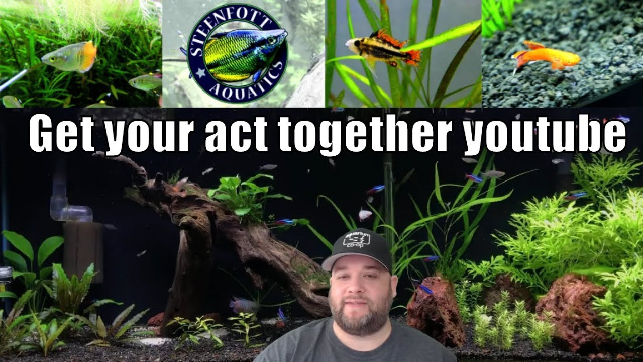 cichlid aquarium plants Steenfott Aquatics Live Stream