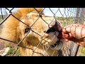 Meg &amp; Icarus’ First Walk As A New Lion Pride | The Lion Whisperer