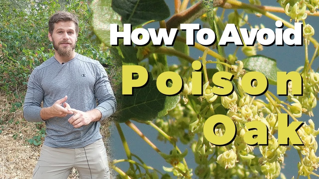 Poison Oak How to Identify, Avoid, and Treat YouTube