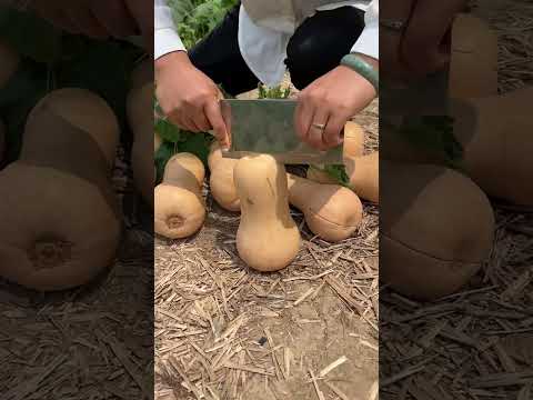 Vídeo: Recollida de carbassa Butternut: com collir carbassa Butternut