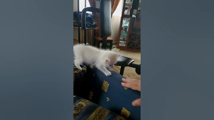 Watch the video about Cute white kitten walking carefully on sofa