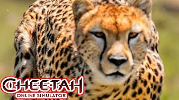 The Cheetah: Online RPG Animal Simulator - Gameplay Walkthrough Part 26 (iOS, Android)