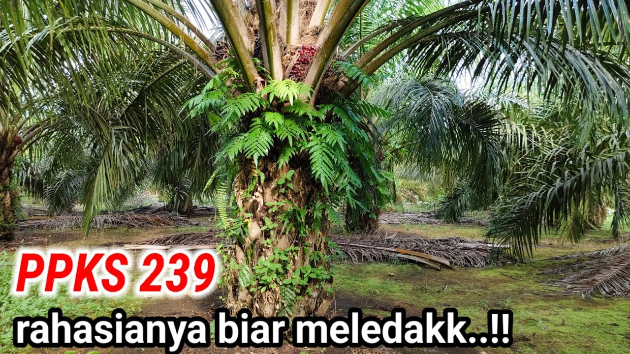 HATI-HATI TANAM PPKS 239 PERLU DIPERTIMBANGKAN HAL INI.!?
