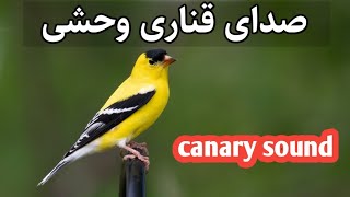 صدای قناری |canary sound |صدای کنری|canary voice |صدای آب و پرنده