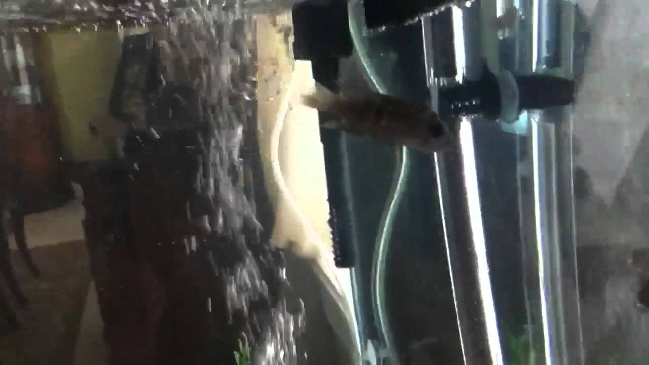 56 gallon cichlid tank