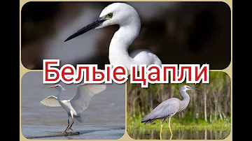 Белые цапли (лат. Egretta).