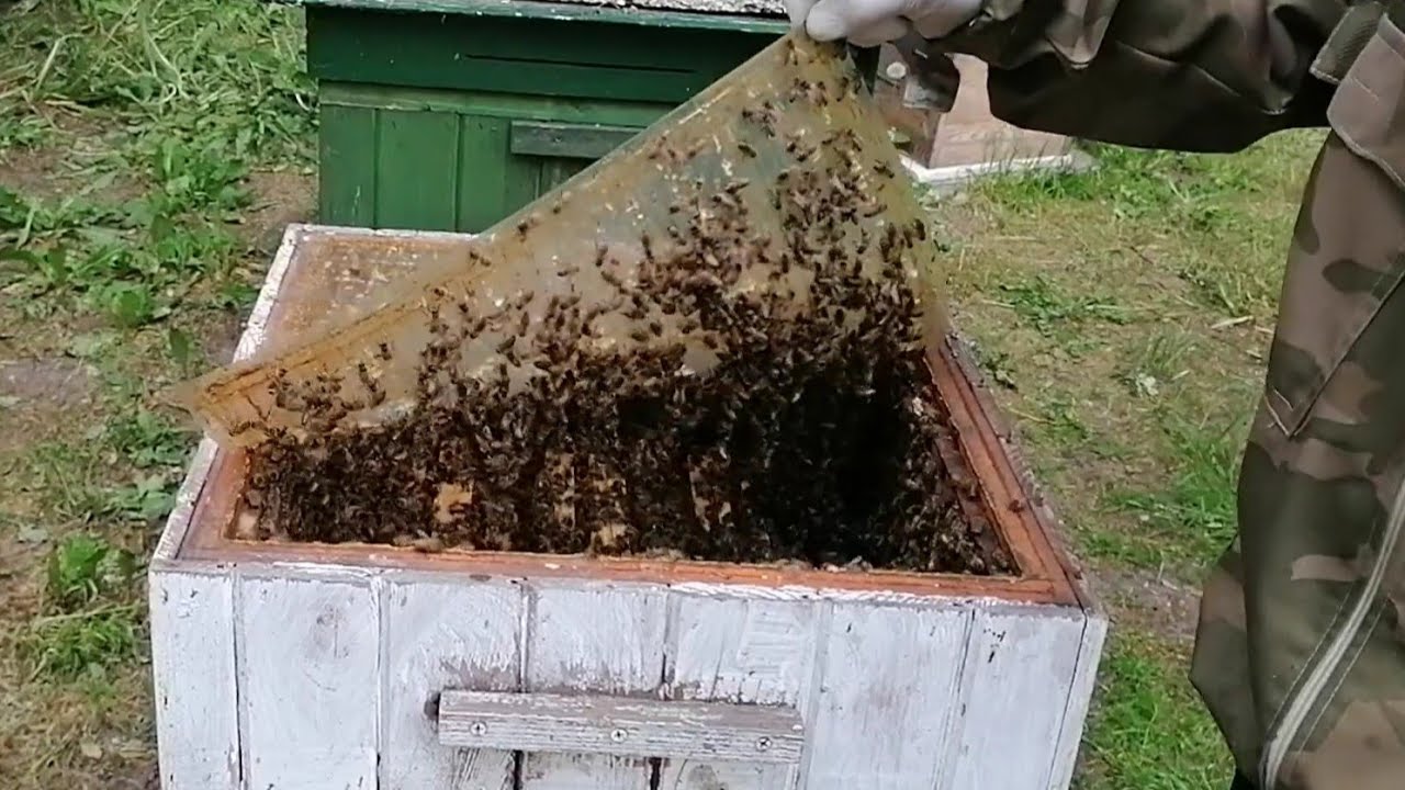 Wypszczelanie uli przed zimowlą. Dlaczego tak się dzieje?