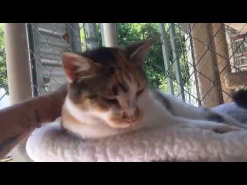 cute cats for sale 6-29-17 3pm shelter tour & boxes