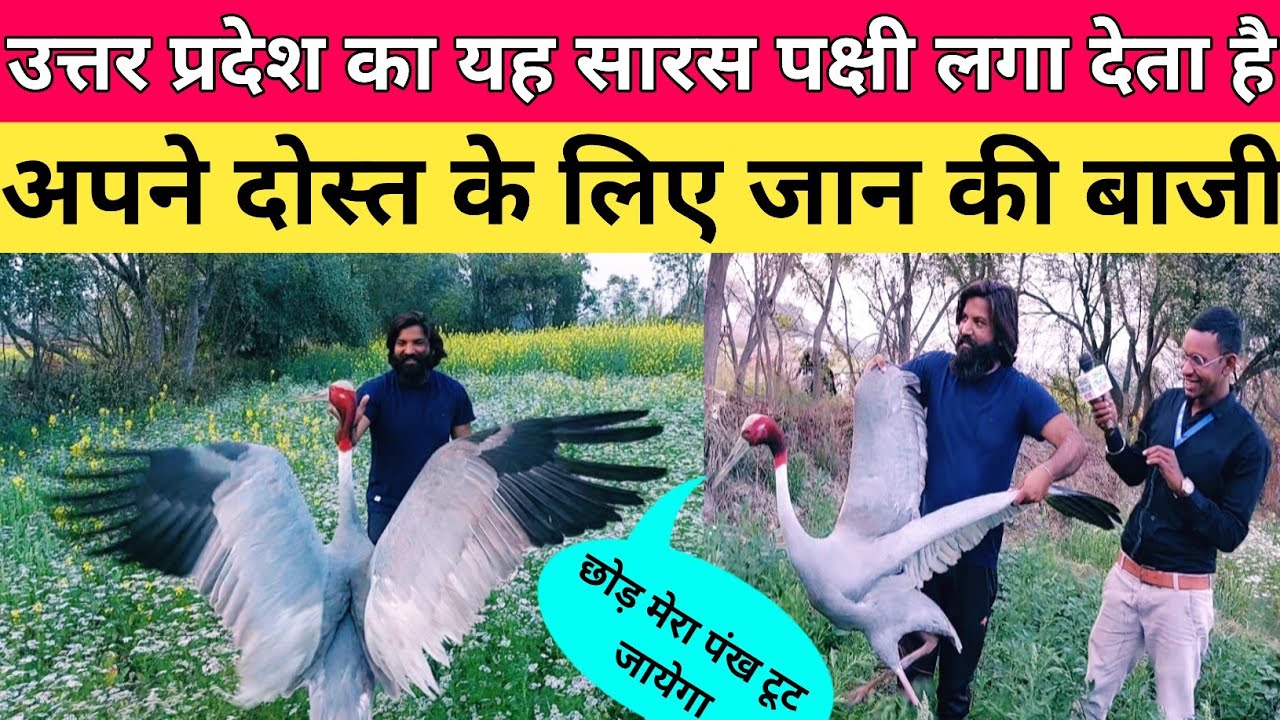 उत्तर प्रदेश का यह सारस 🦩 पक्षी अपने दोस्त आरिफ के लिए लगा देता है जान की बाजी