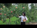 二米炊烟 Peach 又香又甜的水蜜桃熟了 整個夏天都是桃子味 二米炊烟 Peach 又香又甜的水蜜桃熟了 整個夏天都是桃子味
