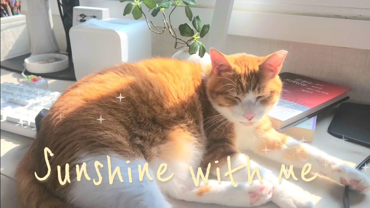 김따봉 브이로그 | 반지하 탈출🎉 새로운 집으로 이사왔어요